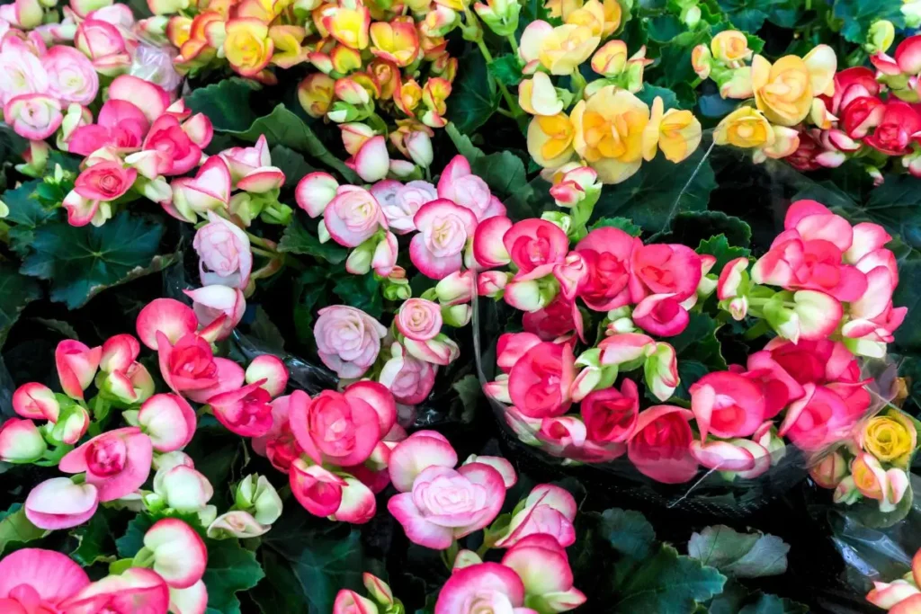 flor de begonias