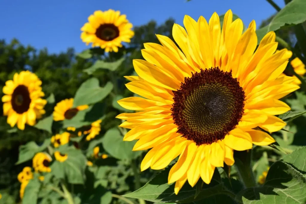 Girasoles