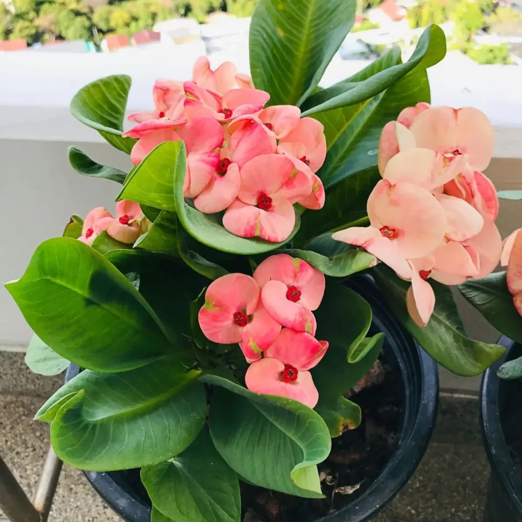 planta corona de cristo