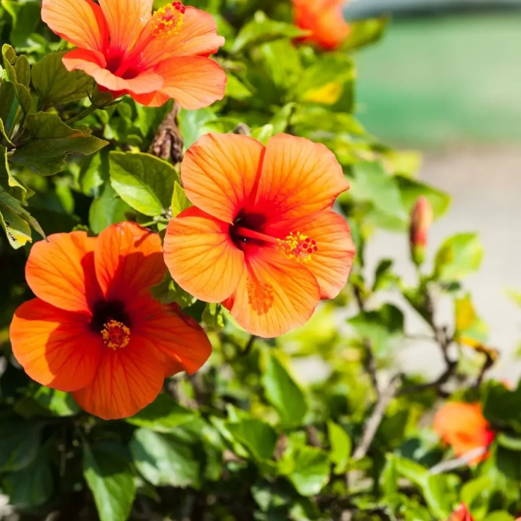 planta hibisco