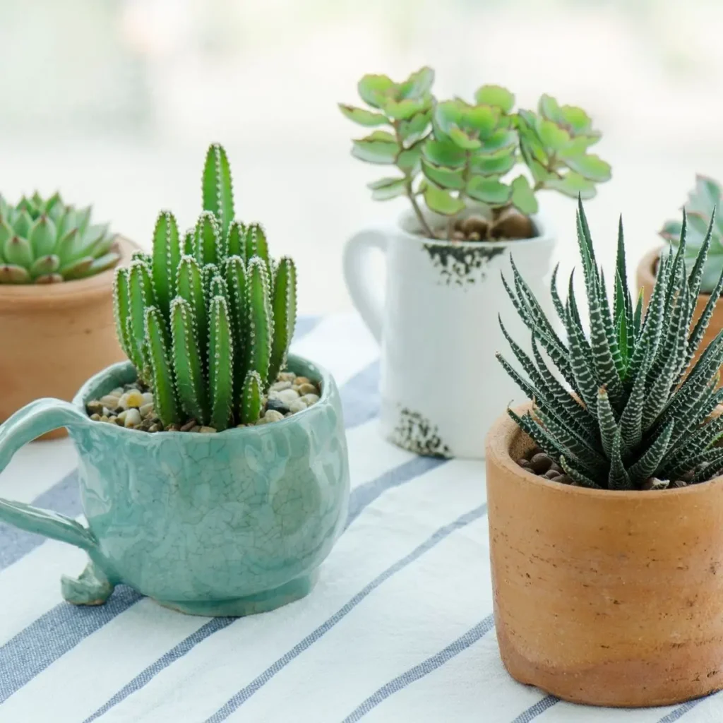 plantas de suculentas 