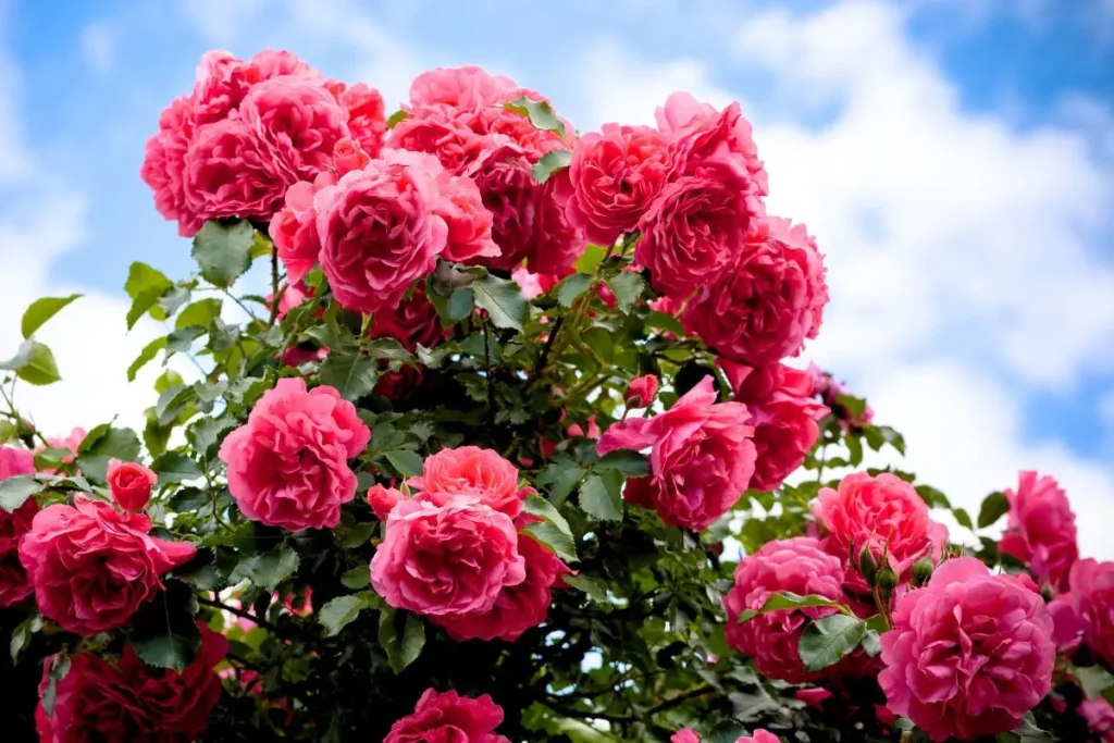 rosal