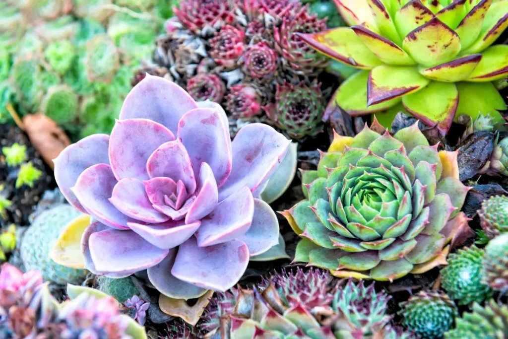 suculentas