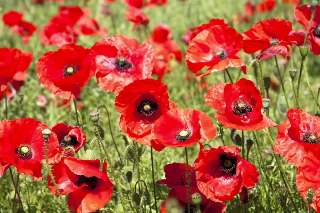amapolas