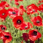 amapolas