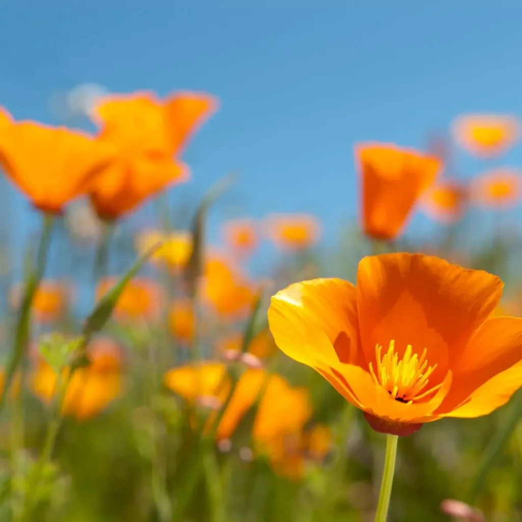 flor de amapola 