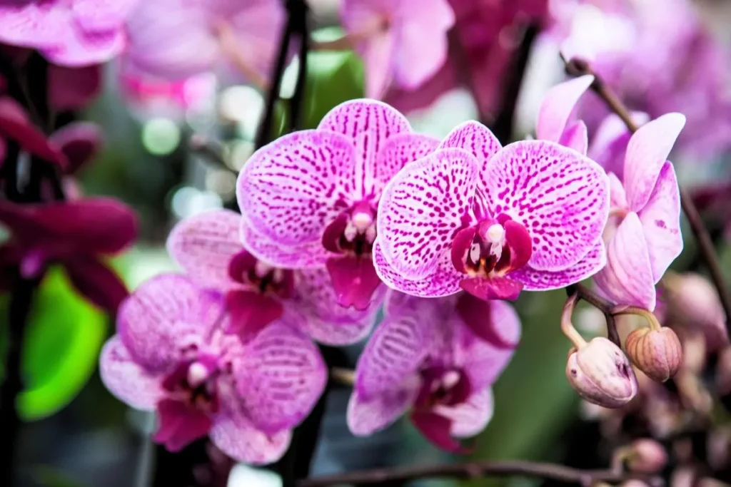 orquídeas