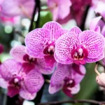 orquídeas