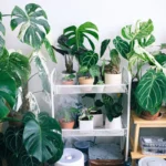 plantas de interior