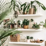 plantas que purifican